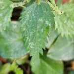 Urtica membranacea List