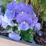 Viola × wittrockiana ফুল