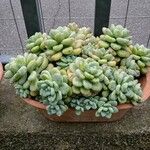 Sedum clavatum Lapas