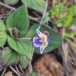 Craterostigma plantagineum Flower