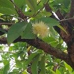 Syzygium samarangense Кветка