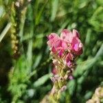 Onobrychis arenaria Kukka