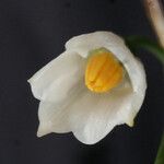 Acis nicaeensis Flower