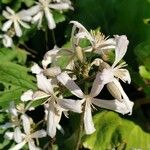 Clematis virginiana Цветок