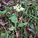 Primula elatiorFlower