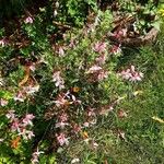 Oenothera gaura Staniste