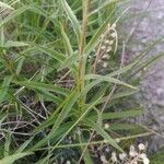 Inula ensifolia Hoja