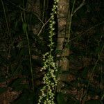 Stenanthium gramineum ফুল