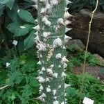 Ceiba insignis Hoja