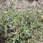 Helianthemum squamatum Hoja