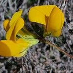 Lotus parviflorus Flower