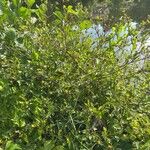 Bidens frondosa Hábitos
