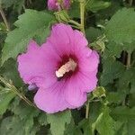 Hibiscus syriacus花