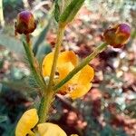 Eriosema crinitum Flower