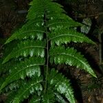 Cyathea cyatheoides Yaprak