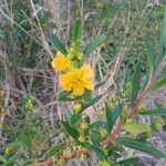 Heimia salicifolia Квітка