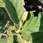 Fothergilla gardenii Lehti