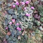 Cyclamen coum Облик