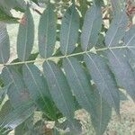 Rhus glabra Hoja