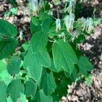 Thalictrum fendleri Leaf