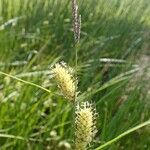 Carex vesicaria ഫലം