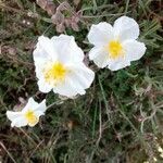 Helianthemum violaceum Квітка