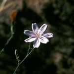 Lygodesmia grandiflora Flor