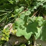Alchemilla glabra Liść