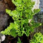 Cryptogramma crispa Leaf