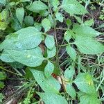 Solanum dulcamaraᱥᱟᱠᱟᱢ