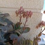 Kalanchoe fedtschenkoi Õis