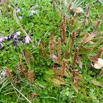 Plantago australis Natur