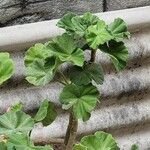 Pelargonium zonale Blad