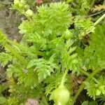 Limnanthes douglasii Fulla