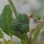 Chrozophora tinctoria Fruit