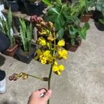 Cyrtopodium andersonii Çiçek