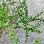 Berberis microphylla Deilen