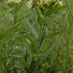 Asclepias viridis Habit