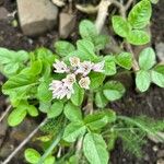 Nothoscordum gracile 花