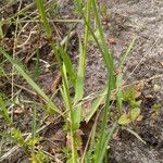 Anthoxanthum odoratum Leaf