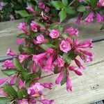 Weigela florida Floare