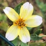 Bidens aurea Flor