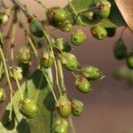 Phyllocosmus lemaireanus Fruto