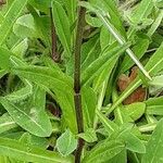 Silene flos-cuculi Leaf