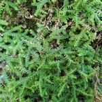 Selaginella helvetica ഇല