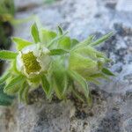 Potentilla nivalis Virág