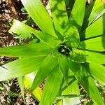 Guzmania plumieri Blad