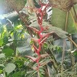 Heliconia collinsiana ফুল