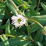 Erigeron speciosus Λουλούδι