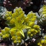 Sedum spathulifolium Çiçek
